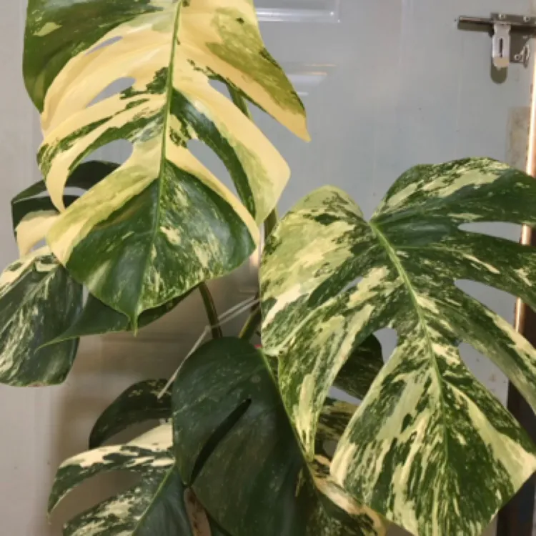 福利大顶芽白龟 一物一拍（不包蕉叶叶损）