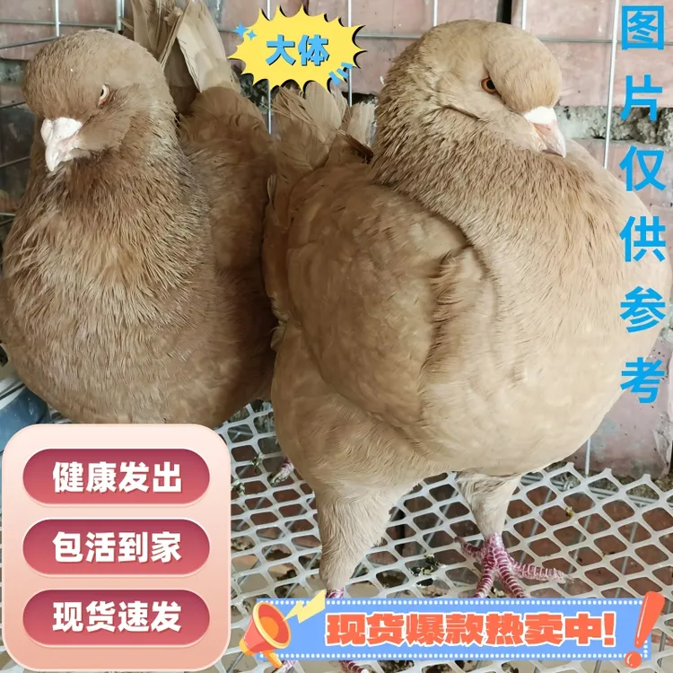 大体元宝鸽子特大活物一对种鸽活体可养肉鸽
