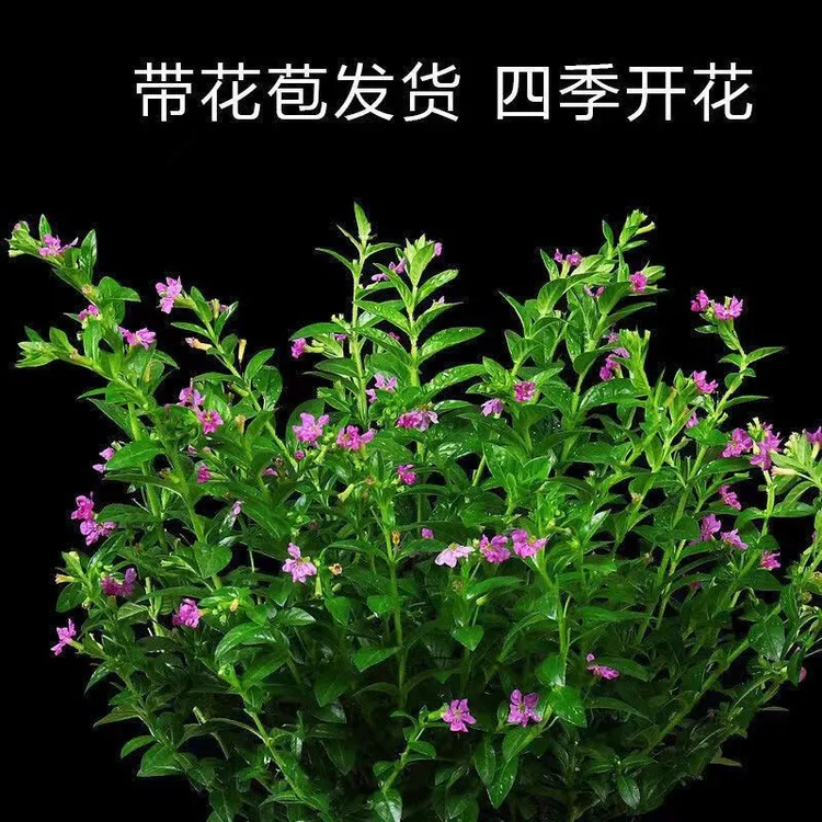 【满天星棒棒糖】-1加仑-造型盆栽室内外好养四季开花