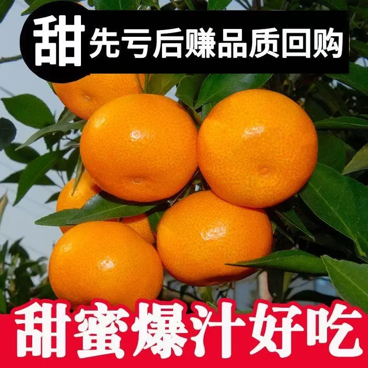 【涌泉高山种植正宗宫川蜜桔精品小果】现摘现发皮薄肉多好吃不腻