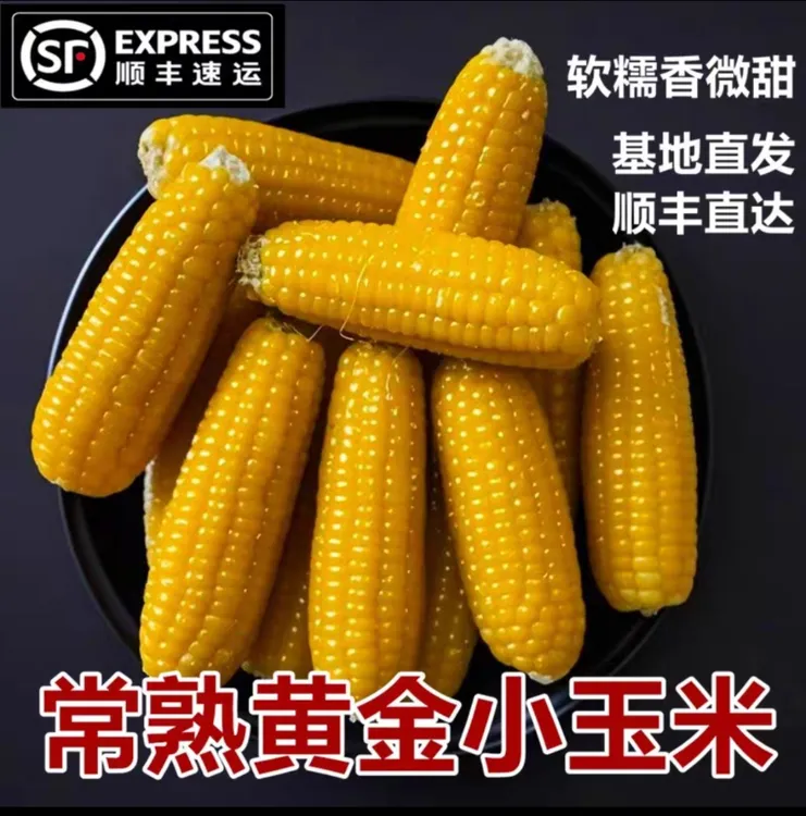 无品牌顺丰常熟董浜特产黄金小玉米现摘网红农家带壳玉米香糯