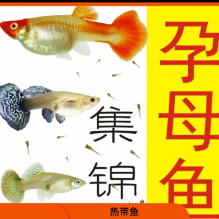 随机品种混搭孕母品种纯随机不可自选活体发货包邮包损孔雀鱼活体