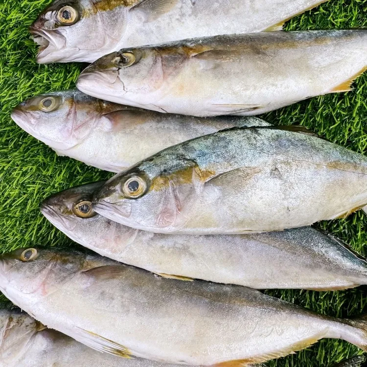 大表哥专属黄金鲅鱼黄尖鱼低温速冻5.7-6斤左右