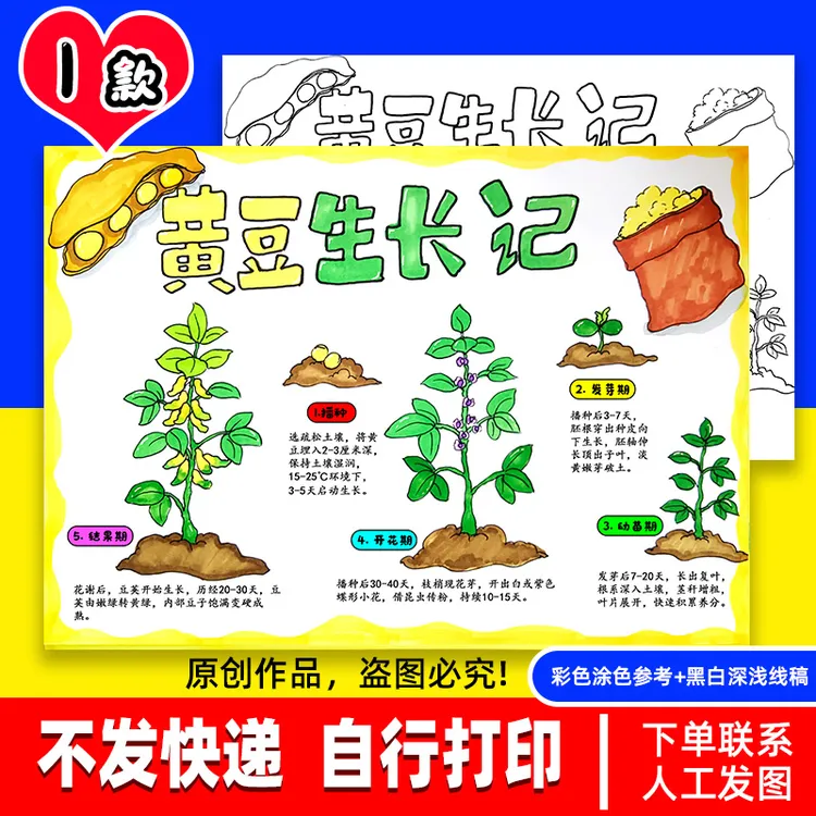 植物生长记黄豆生长记农作物生长记手抄报涂色卡电子线稿打印A3a4