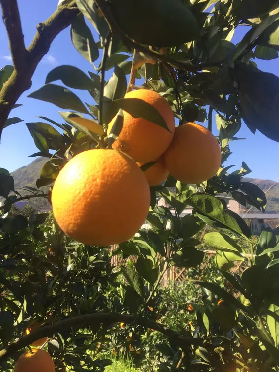 湘西保靖高山富硒脐橙不催熟无污染无添加自然成熟