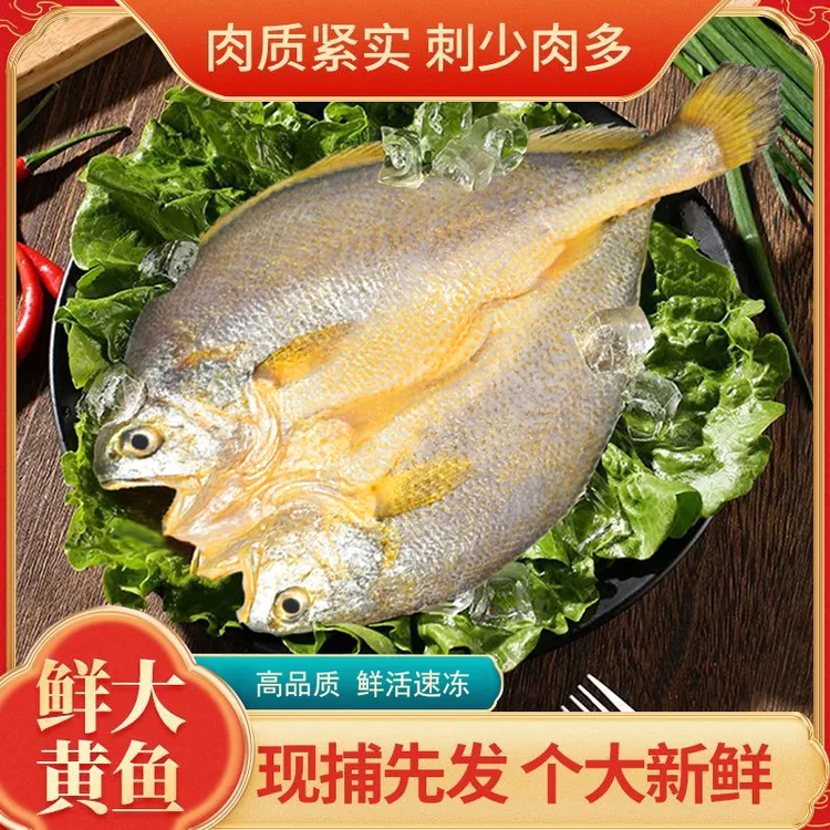 【6条】夜间捕捞开背大黄鱼