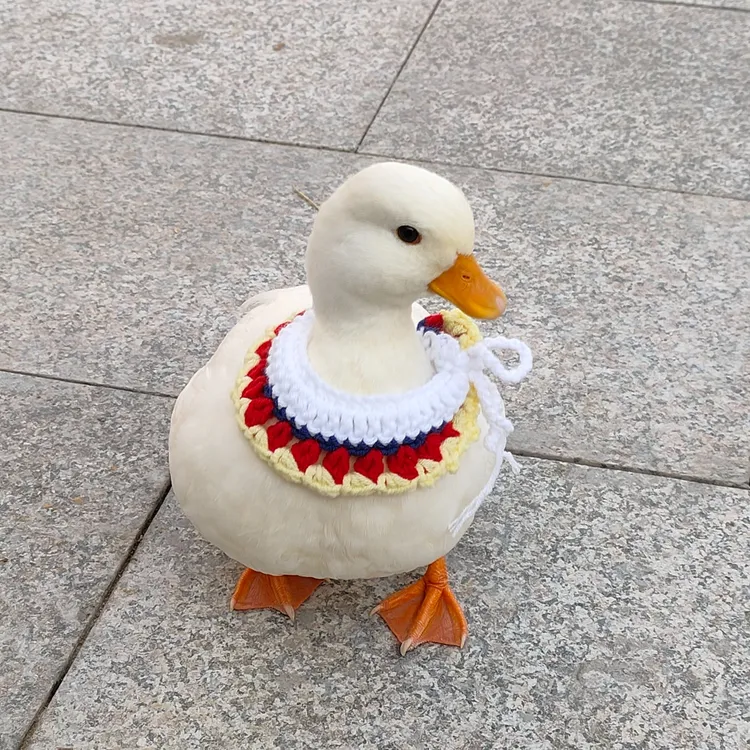 s级萌宠柯尔鸭活体可爱宠物鸭活体可以挑选柯尔鸭苗