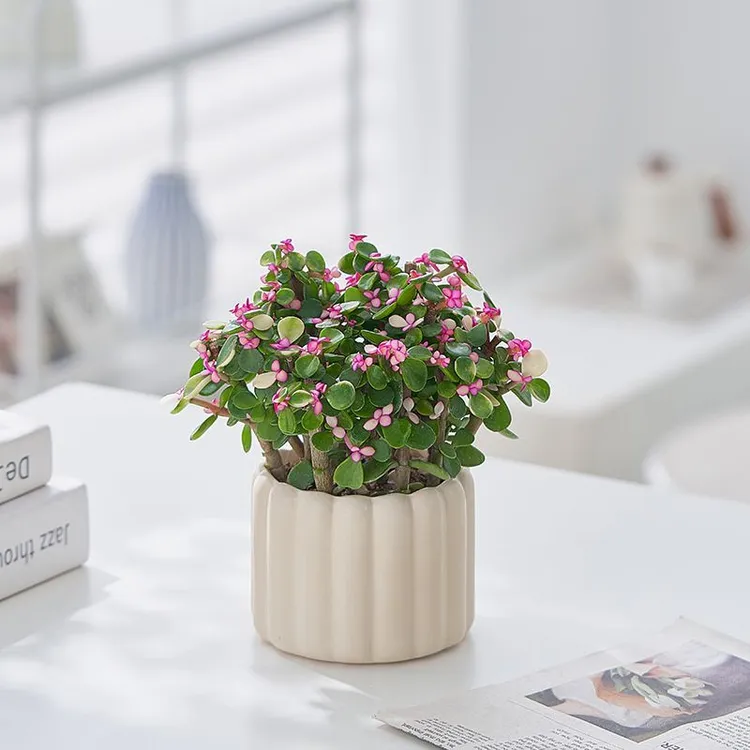 金枝玉叶桌面小盆栽四季开花多肉植物绿植办公室内好养花卉摆件