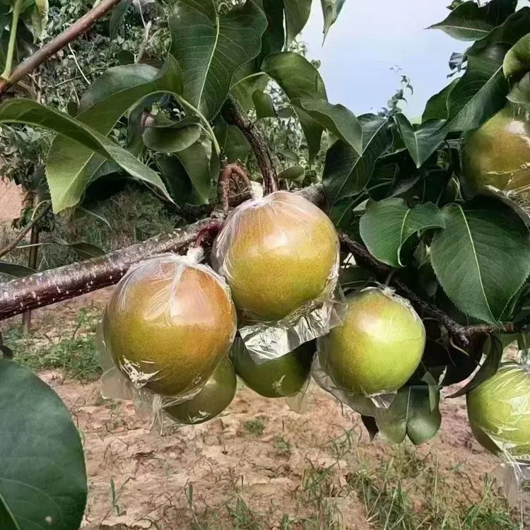 正宗山西玉露香梨宝宝果（18颗装）皮薄肉厚汁水充足