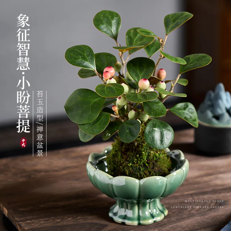菩提树盆景小盼菩提盆栽禅意办公室内绿植小盆栽花卉客厅微盆景