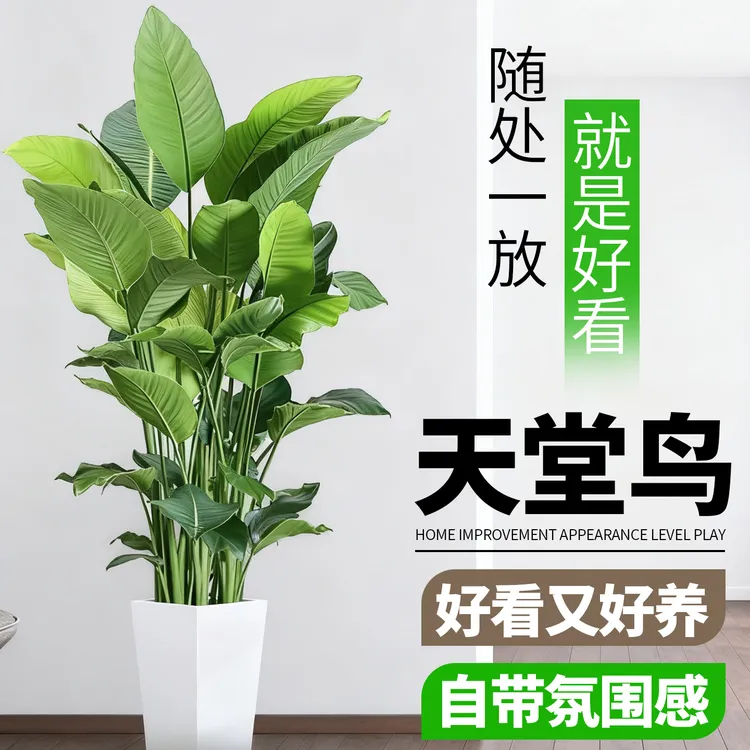 【精品大棵】天堂鸟盆栽客厅好养大型花卉鹤望兰办公室植物