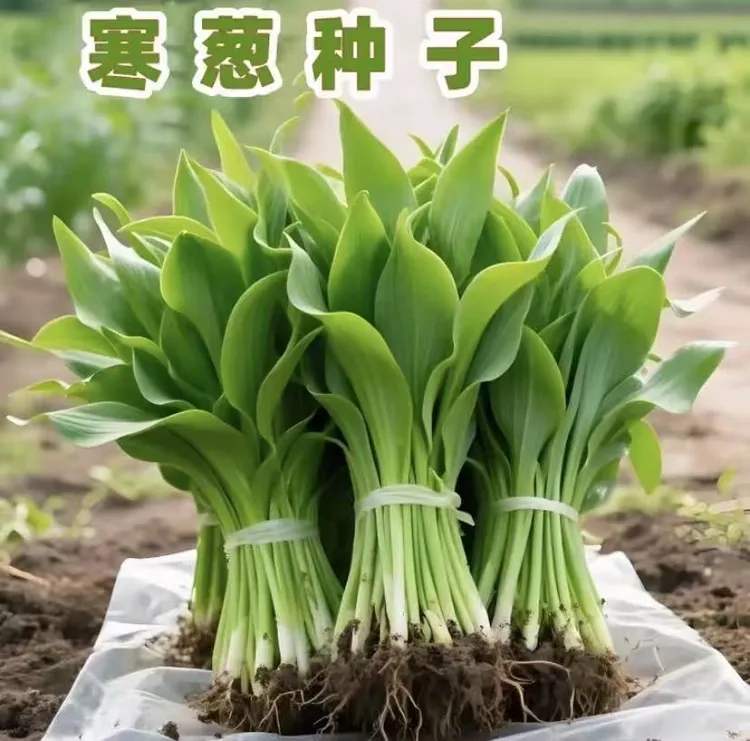 【寒葱种子】山葱种子四季种植盆栽山葱种子蔬菜种子