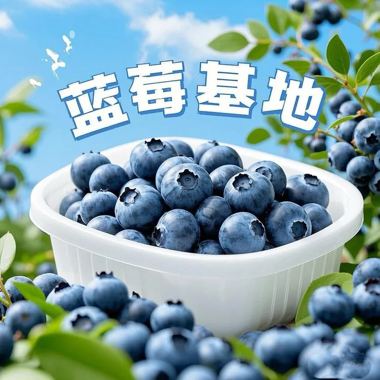 盆栽地种蓝莓树苗带花发货南北方种植抗寒品种大果纯甜无酸