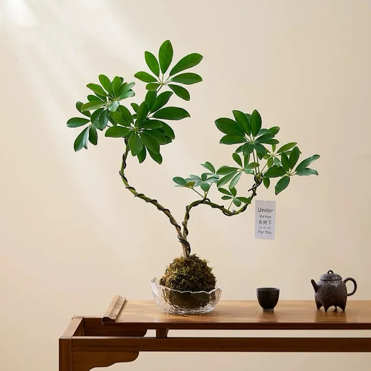 鸭脚木苔藓球水培发财树盆栽室内桌面四季绿植净化空气好养花卉