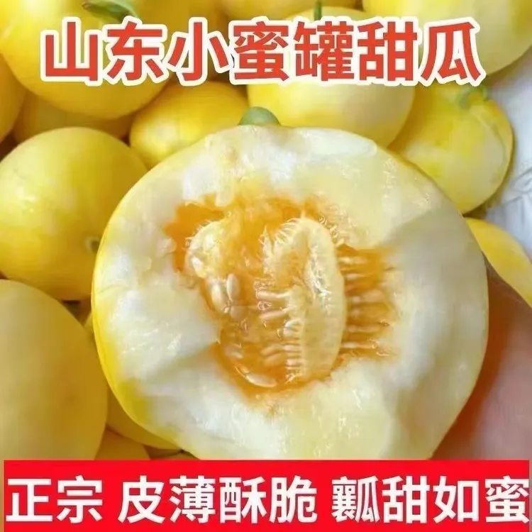 山东济宁头茬新鲜小蜜蜂甜瓜早甜脆当季水果香甜多汁小蜜罐香瓜