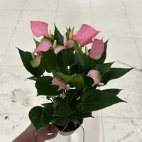 120粉掌粉精灵盆栽带花四季开花室内好养