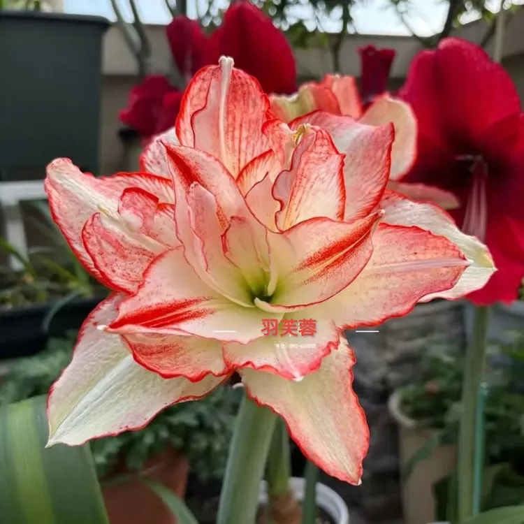 白肋羽芙蓉侧球，2～4厘米，有根叶带盆土发货