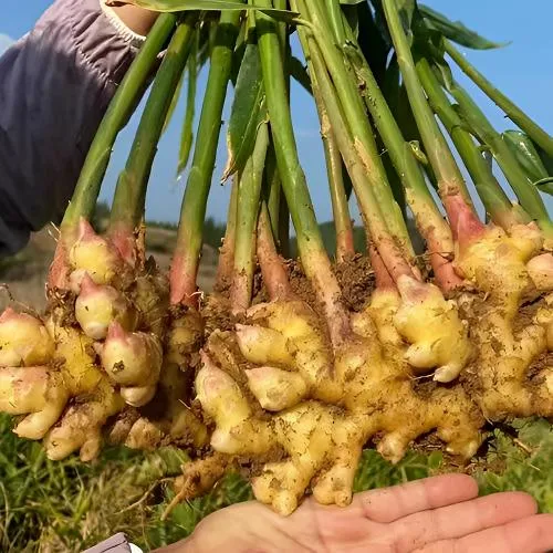 水果云南产地直销云南小黄姜老姜嫩姜小黄姜沙姜云南云南老生姜