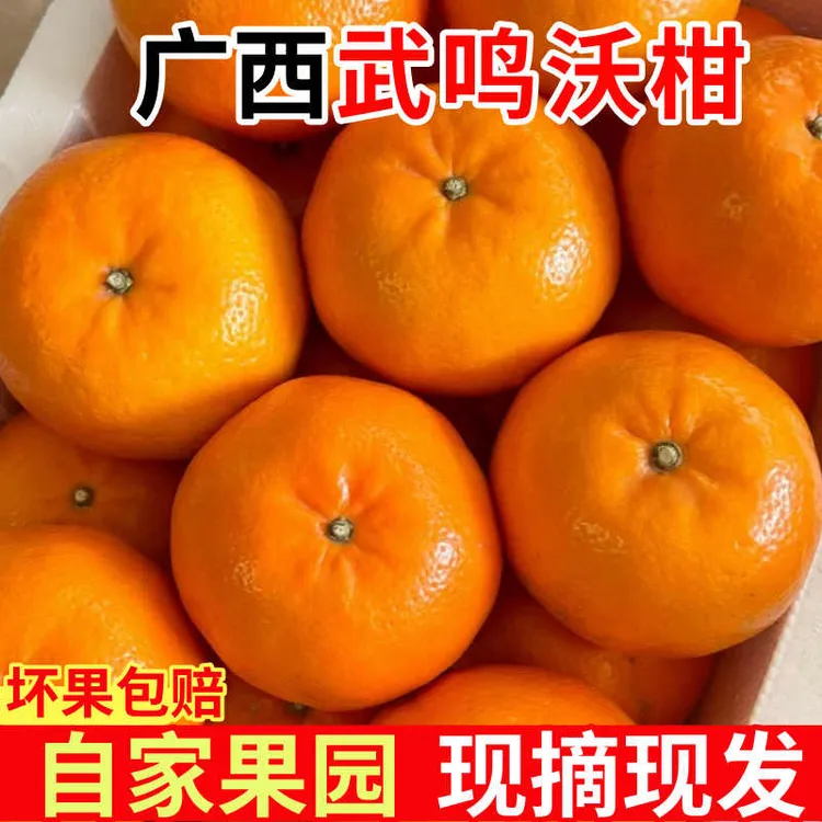 【现摘速发】正宗广西武鸣沃柑当季新鲜水果桔子柑橘产地直发橘子A
