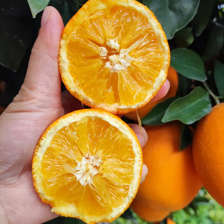 正宗江西赣南脐橙产地直发新鲜采摘橙子清甜皮薄多汁