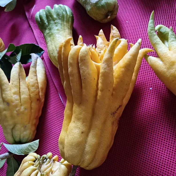 10斤现摘现发佛手柑果可观赏闻香食用带天然清香的室内绿植摆件看