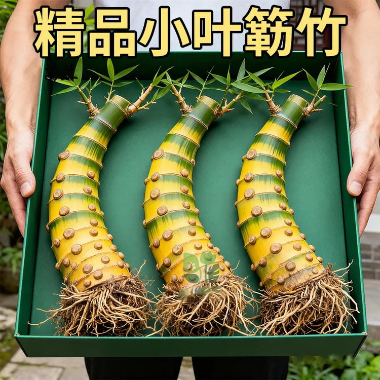 小叶勒竹簕盆栽生桩老桩室内门竹熟桩桌面庭院观音竹台懒人竹植物