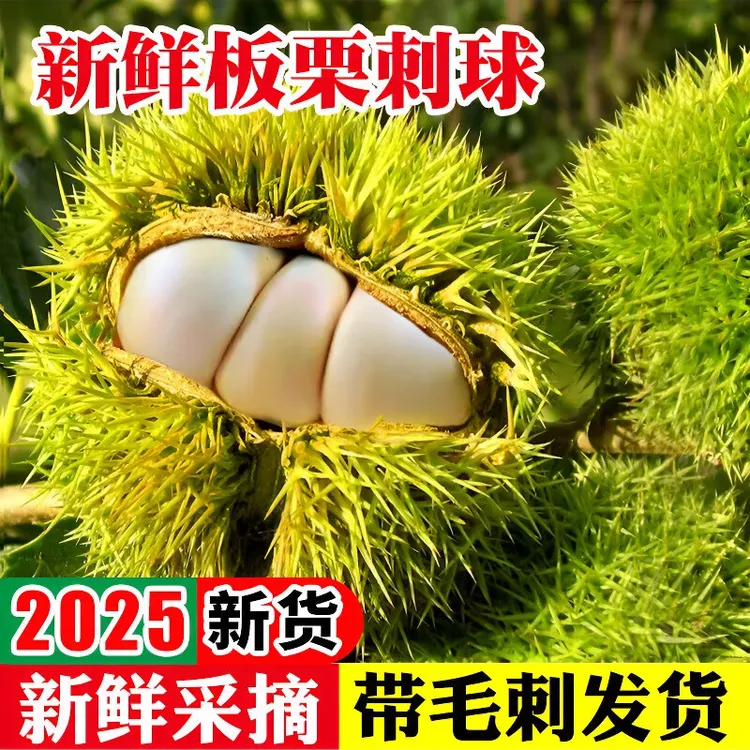 【现摘现发】2025信阳大别山板栗刺球带壳板栗脆嫩香甜坏果包赔