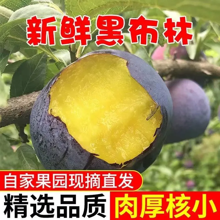 【硬吃酸脆 软吃酸甜】现货现发新鲜陕西周至黑布林大李子放软食用