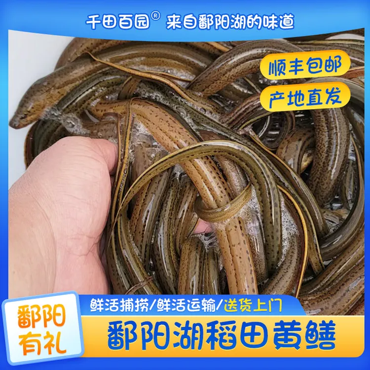 本地鱼塘稻田纯天然野外捕捉活黄鳝顺丰包邮到家江西鄱阳土黄鳝