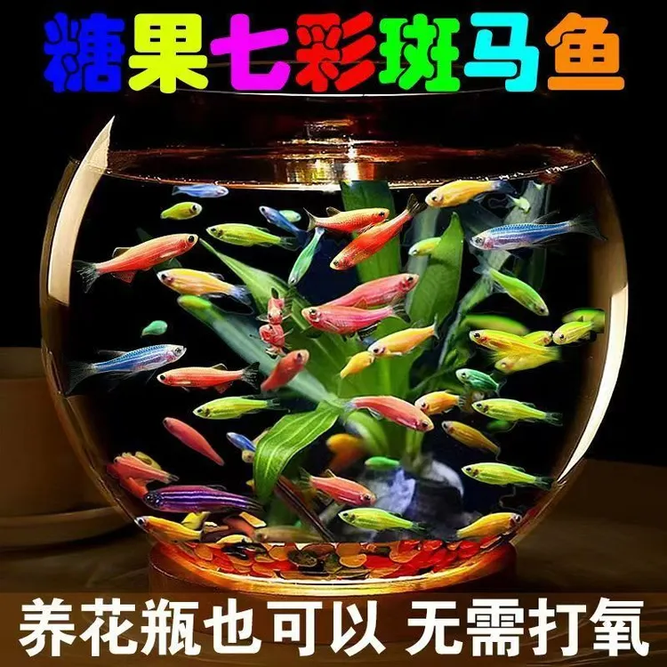 大号七彩糖果斑马鱼新手混养闯缸耐低温草缸小型 观赏灯科鱼