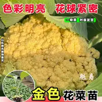 金色花菜种子苗子黄色花椰菜种籽菜花稀有特色蔬菜品种四季种