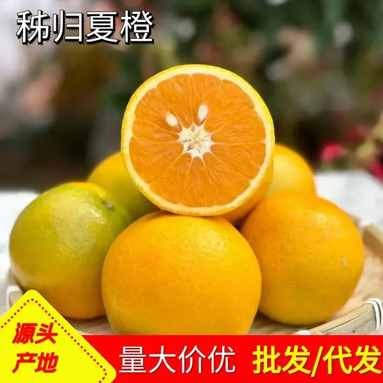 秭归夏橙大果现摘新鲜橙子果园现摘当季多汁九分甜脐橙榨汁水果