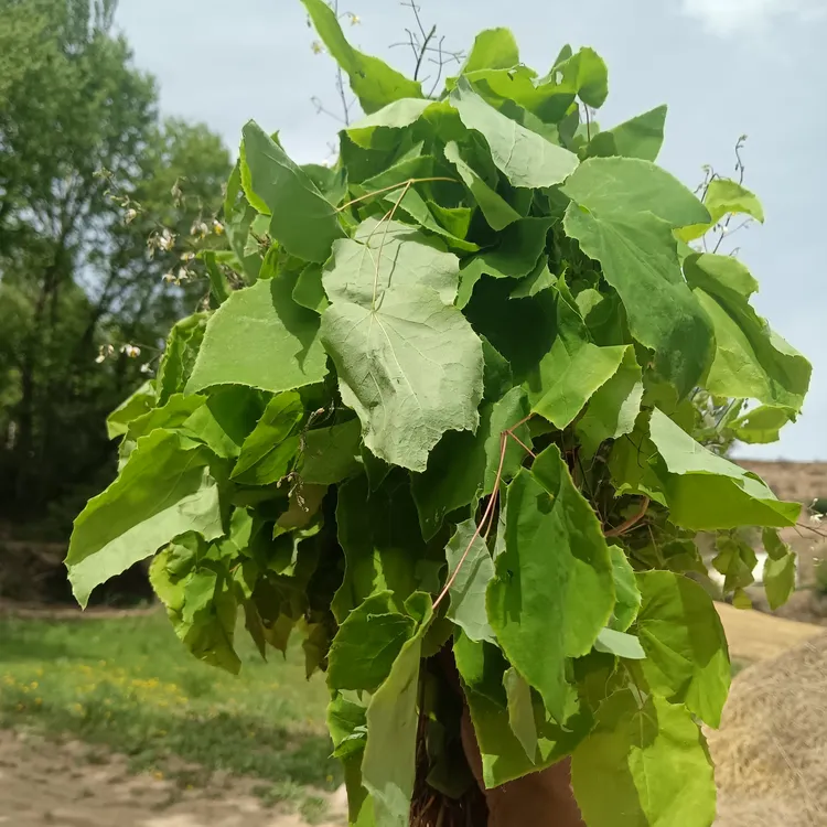 甘肃非种植淫羊藿也叫小圆叶还可以叫三枝九叶草包邮
