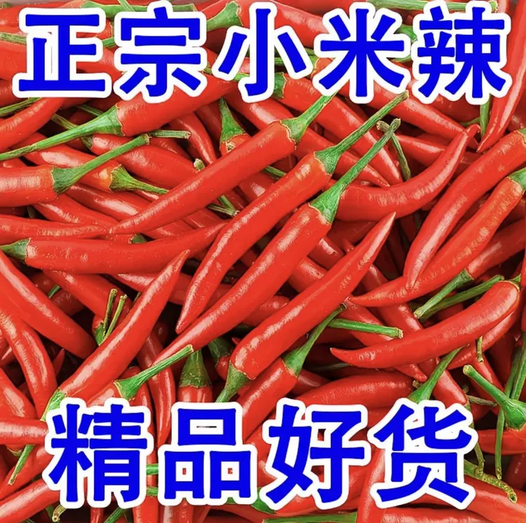 新鲜现摘小米辣朝天椒红辣椒 超辣特辣巨辣