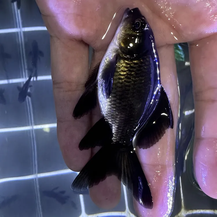 天花板级别精品短身/球体6-8公分(任挑任选)蝴蝶鲤观赏鱼