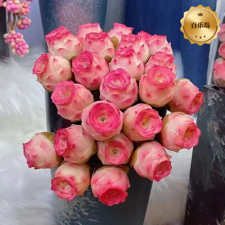 【基地直发】水蜜桃山地玫瑰多肉植物群生多头酒杯玫瑰商品图