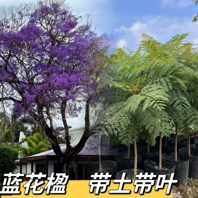 蓝花楹树苗大树耐寒正宗名贵造型风景树乔木彩色绿化庭院种植