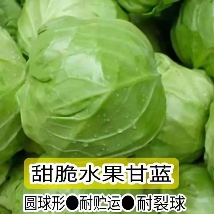 水果甘蓝绿甘蓝苗包菜秧苗大头牛心菜春秋季盆栽高产蔬菜秧苗