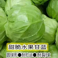 水果甘蓝绿甘蓝苗包菜秧苗大头牛心菜春秋季盆栽高产蔬菜秧苗