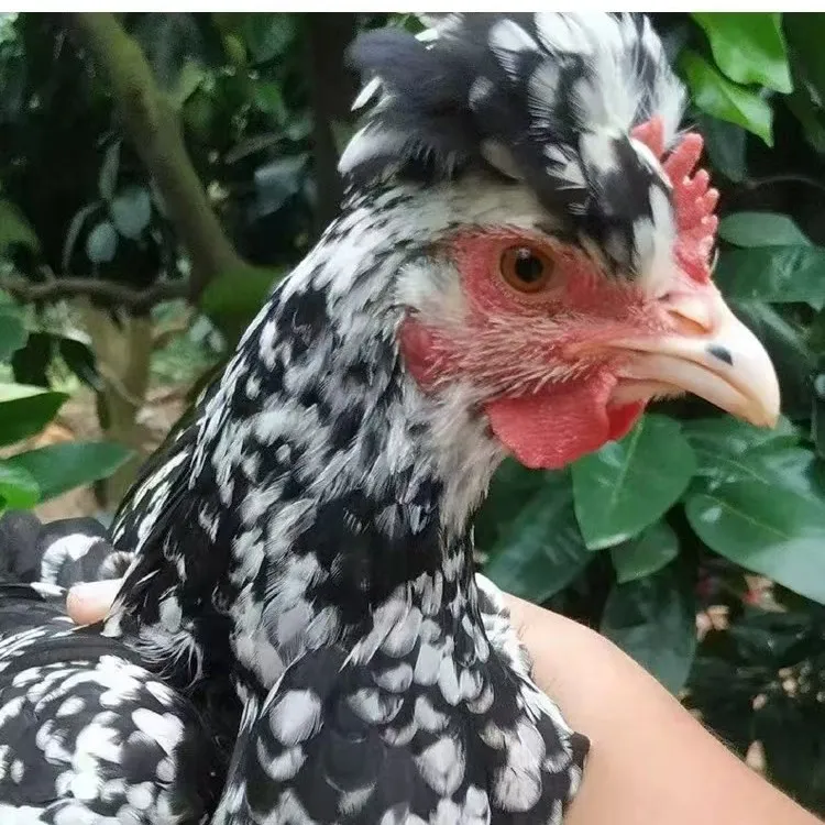 宠物鸡贵妃鸡贵妇鸡