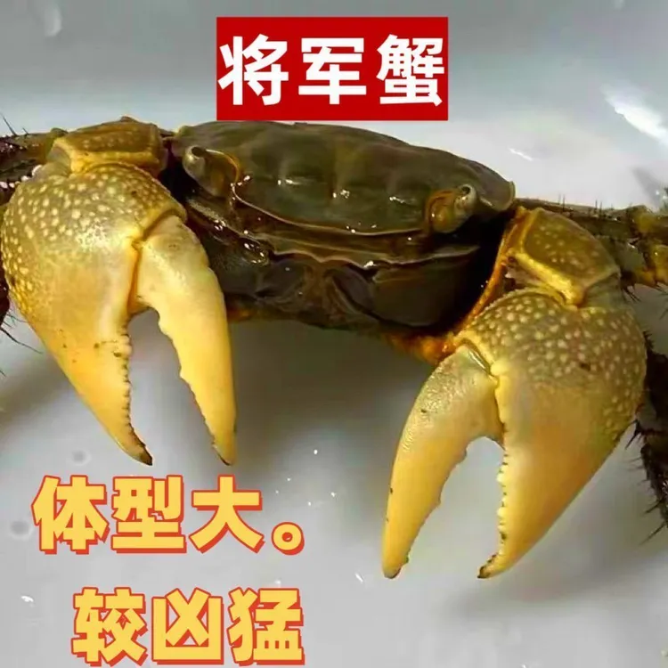 将军蟹观赏蟹宠物蟹活体蟹迷你辣椒蟹将螃蟹鲜活活的小宠物蟹