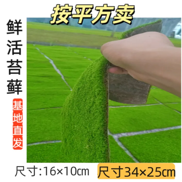 造景美观苔藓短绒苔藓小灰藓微景观盆景苔藓铺面水陆缸庭院青苔