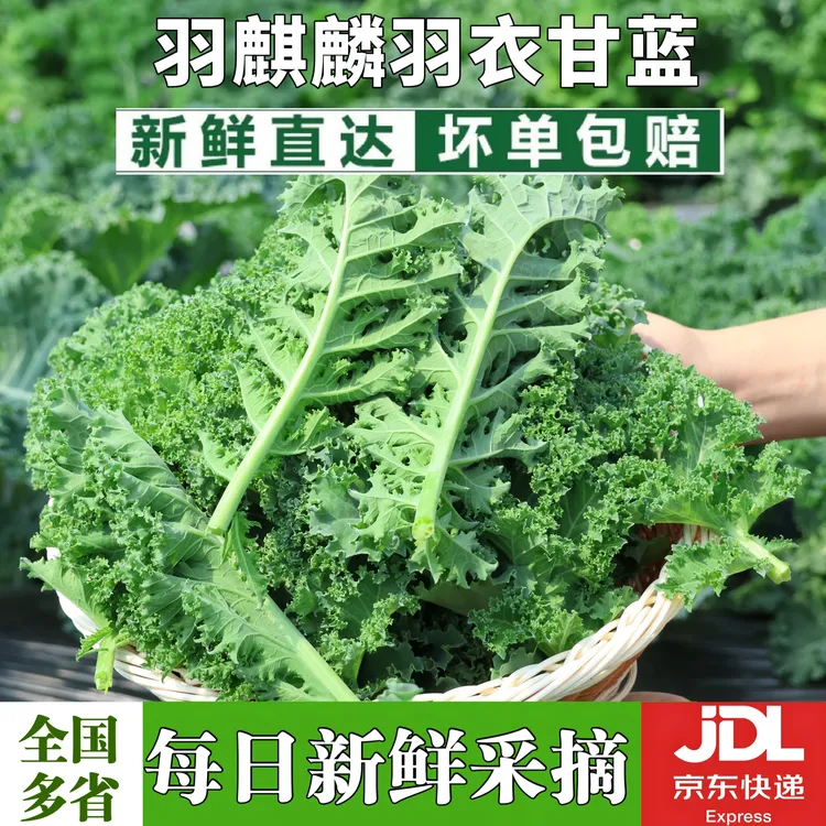 新鲜羽衣甘蓝精品鲜叶嫩叶 零农残 口感好网红爆款 产地现采直发