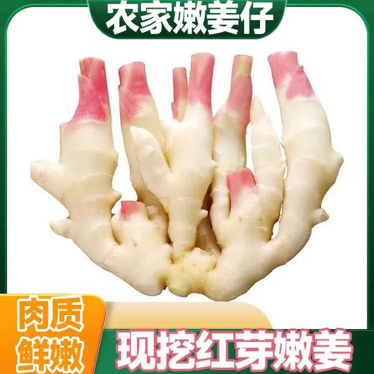 嫩姜新鲜小嫩姜子姜红芽生姜指头姜小黄姜农家自种红芽仔姜