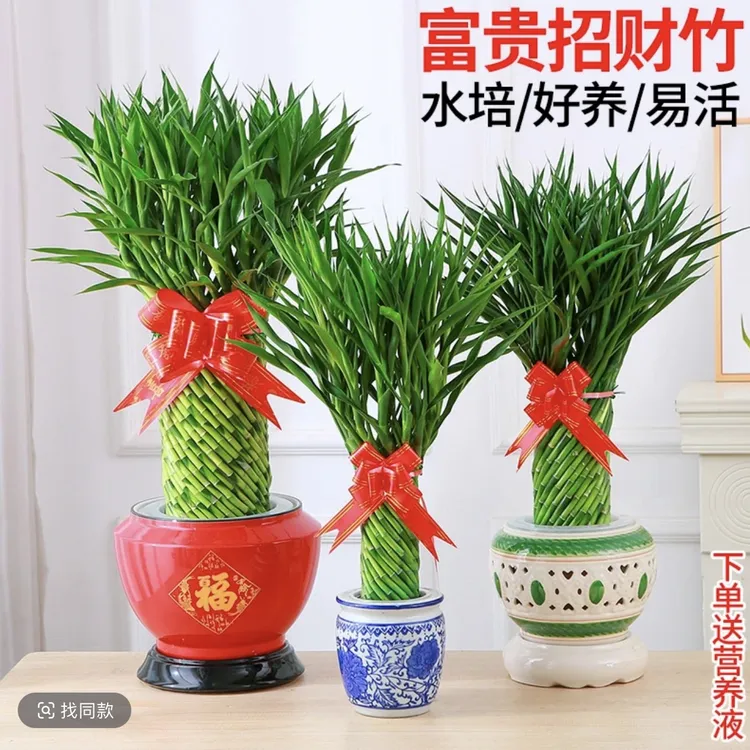 乔迁送礼富贵竹植物水养文昌竹客厅室内四季招财大型绿植花卉盆栽