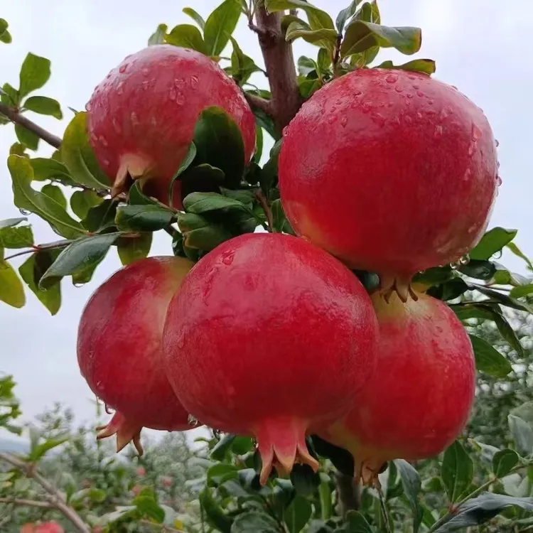 庭院石榴果苗树无籽紫石榴树树苗突尼斯软籽石榴苗盆栽南北方种植