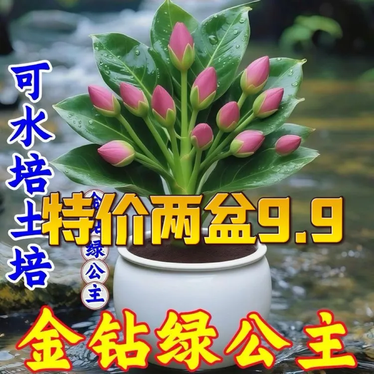 圆叶大叶金钻绿植盆栽室内四季常青吸甲醛好养水培土培