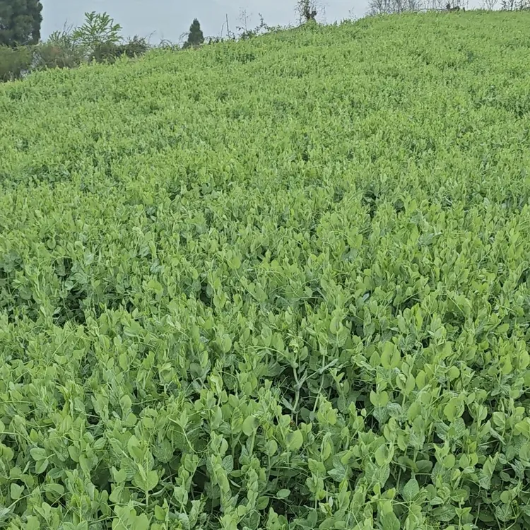贵州高原新鲜豌豆尖时令蔬菜现摘现发露天健康应季时蔬鲜嫩芽农家