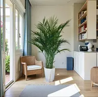 1.2米-1.4米富贵椰子盆栽耐旱卧室散尾葵多年生草本植物净化