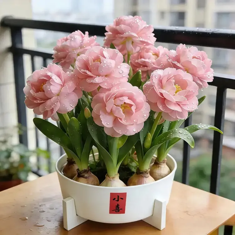 耐寒耐热水仙花水培花卉四季开花好养室内浓香型绿植盆栽懒人植物商品图